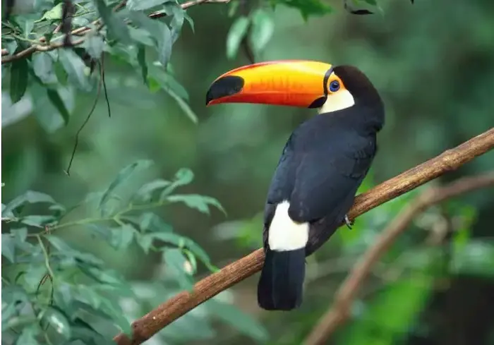 Fauna de la selva peruana